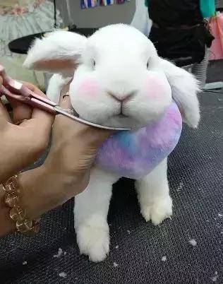 带兔子去宠物店剪毛,剪完都认不出来了,好萌啊