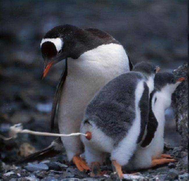 企鹅在拉屎，科学家在寻找历史！