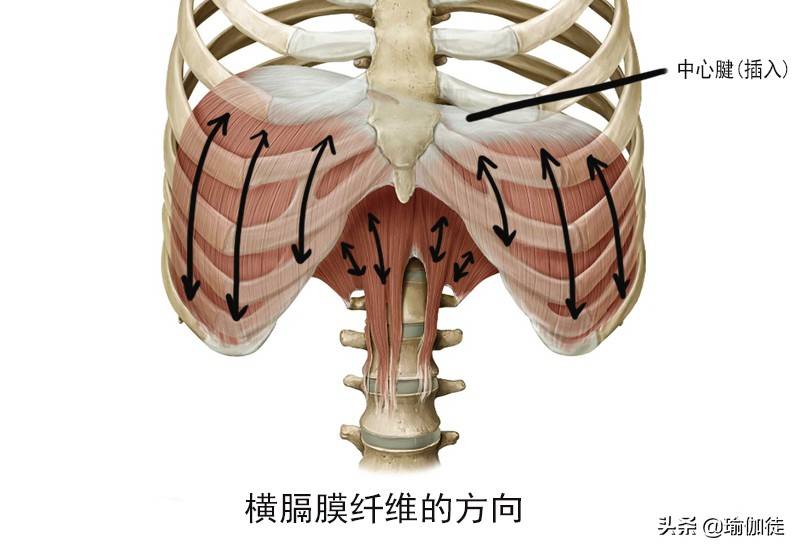 呼吸的運動圍繞著軀幹,這取決於橫隔膜的哪一部分(原點或插入)穩定,哪