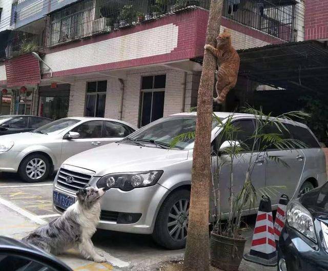 兄弟流浪猫5兄弟，天天围堵金毛，只因金毛抢了它的主人