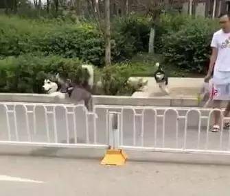 弹球狗子要是自娱自乐起来，就没主人什么事了，这是单身狗的独有技能