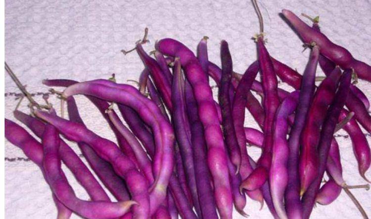 可以提高淋巴细胞活性,让人体产生免疫抗体,增强抵抗力;紫色豆角中