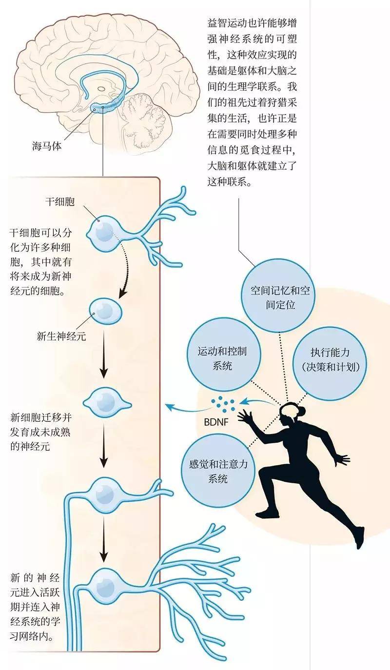 他们随后发现,虽然运动本身对海马体的神经元有积极的影响,但是体力