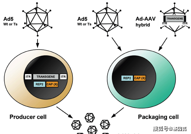 载体的做法),再共转染含有腺病毒adenovirus的e1a/b元件的hek293细胞