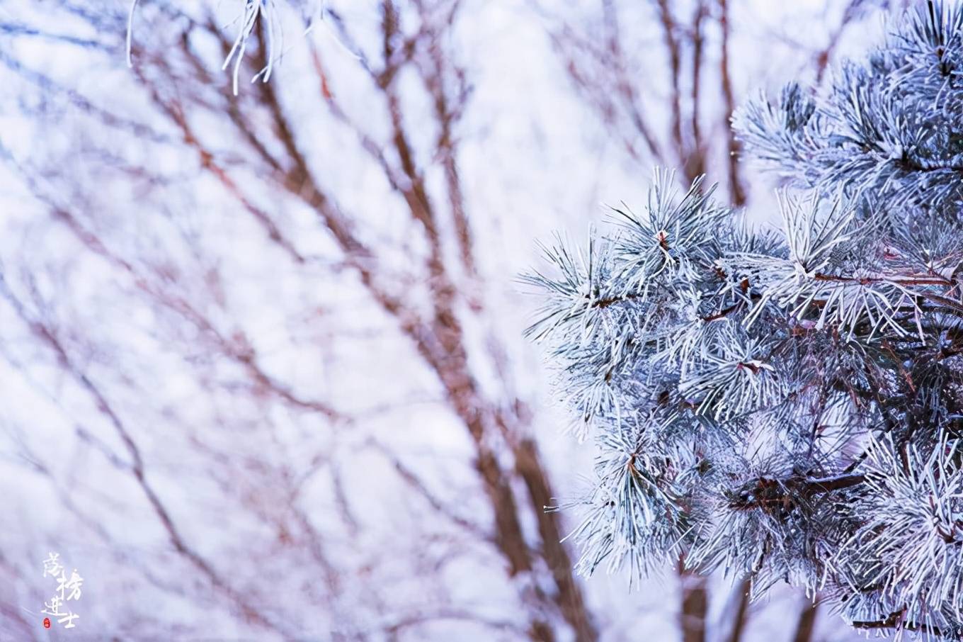 云雾|吉林松花江畔有一座“小雾凇岛”，雪后风景如画，吸引了众多游客