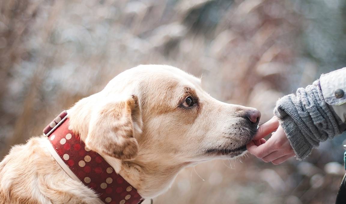 家长|狗狗挑食怎么办?这4个原因你发现了吗?一招解决狗狗挑食毛病