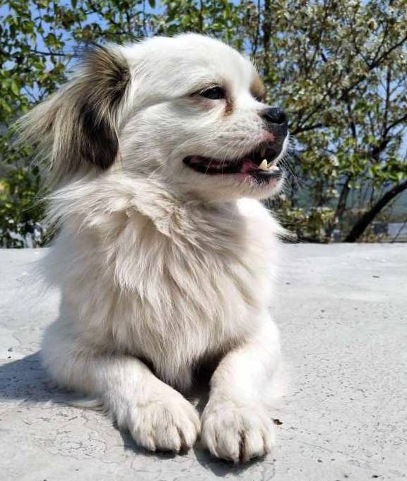 家长|狗狗挑食怎么办?这4个原因你发现了吗?一招解决狗狗挑食毛病