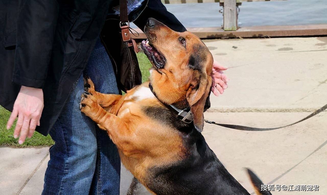 含义|狗狗为何把爪子搭在你身上？很多人不知道