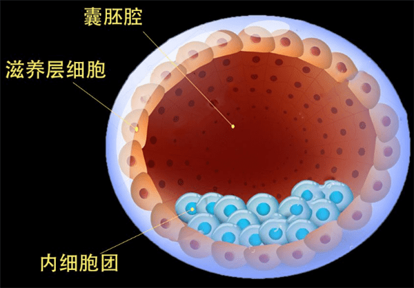 試管胚胎等級是怎麼劃分定義的_囊胚_細胞_進行