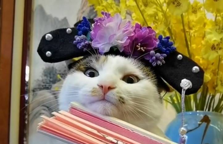猫咪扮“阔太太”走红，谁能想到，这么好看的猫，2年前是流浪猫