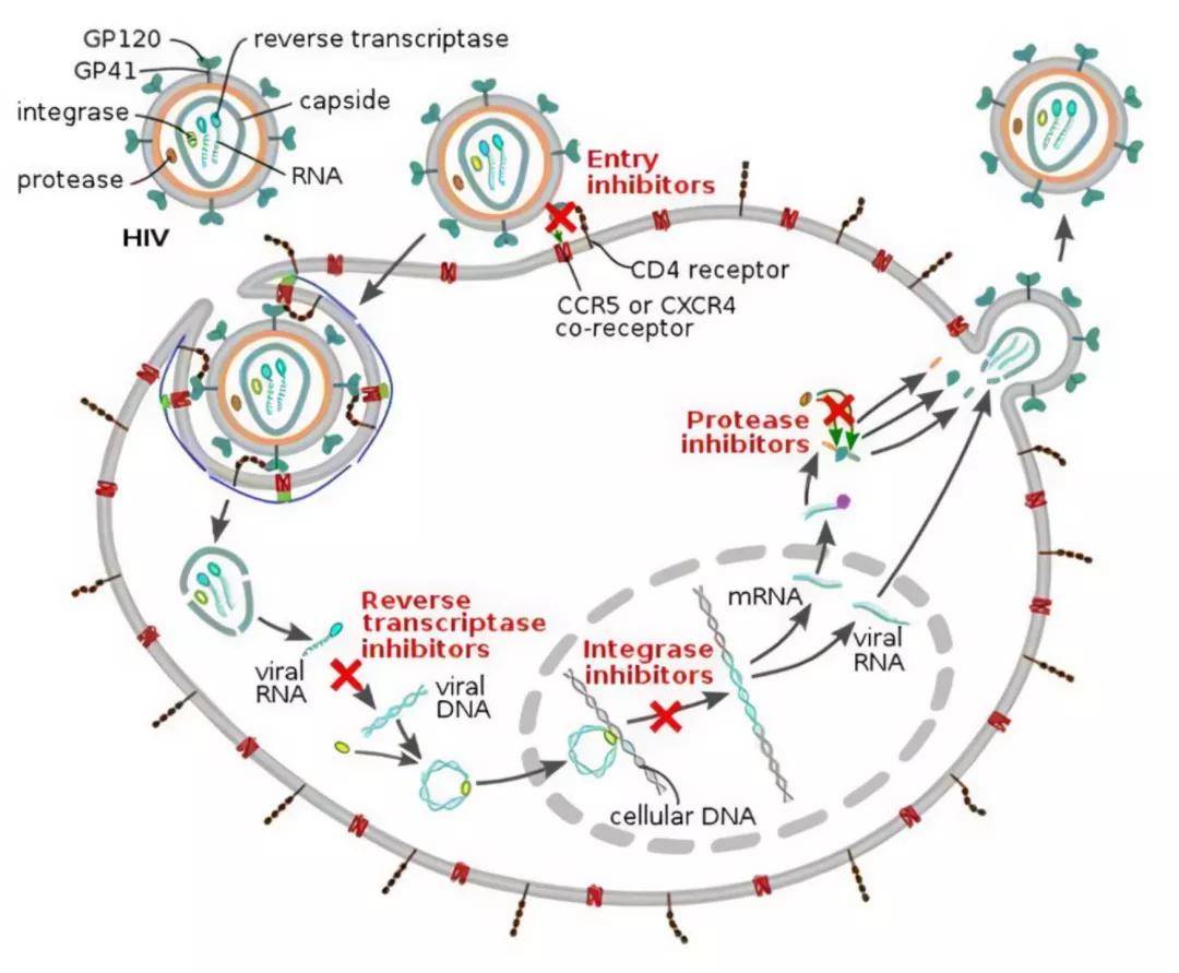 hiv逆转录过程图解图片