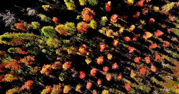  原创 空中俯瞰最美水杉林，五彩斑斓令人惊艳