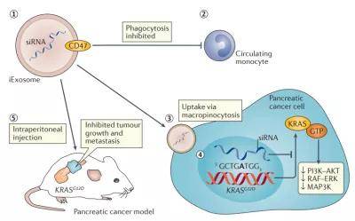 什么是外泌体和内秘体 33500dafc24e453788075e3afd5d2e3d.jpeg