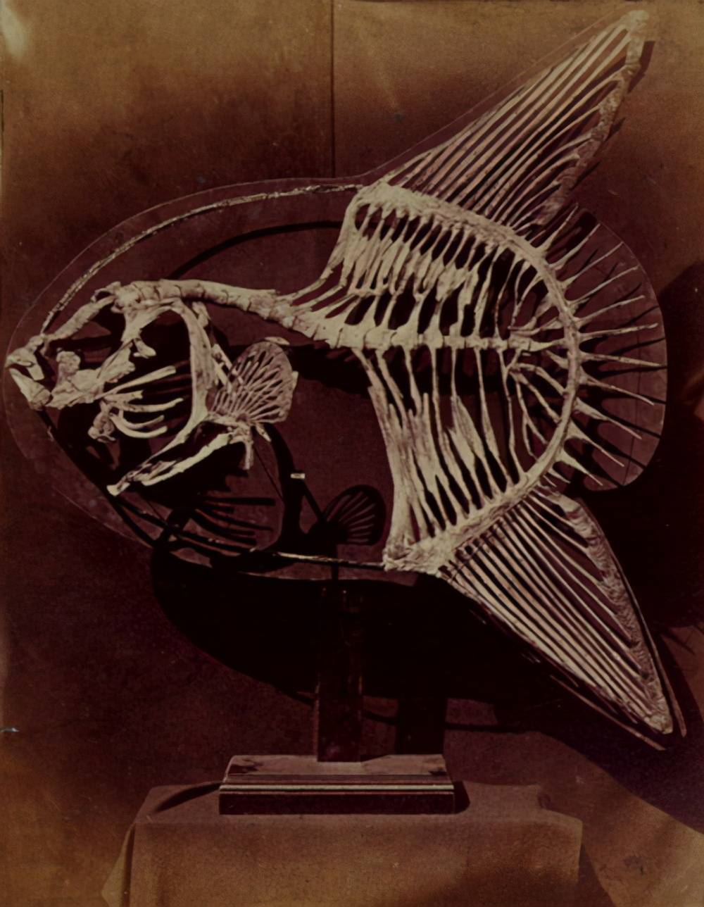 翻车鱼每次产卵3亿枚,为何是易危生物?