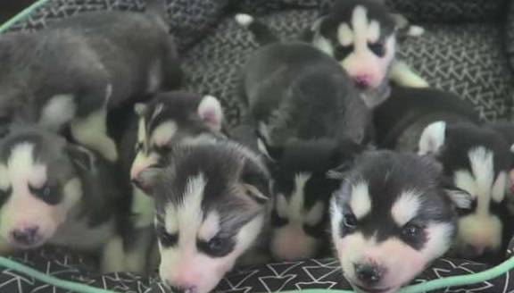 母犬二哈一口气生了9只宝宝，可以组建一支“拆迁队”了，萌化网友心