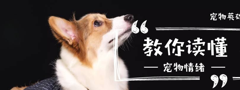 猫咪养猫的铲屎官得知道，4种强势猫咪，让家里面的其他宠物没地位