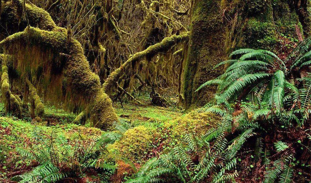 梦境中的奇幻景象，解析梦见花草树木长得像龙的深层含义