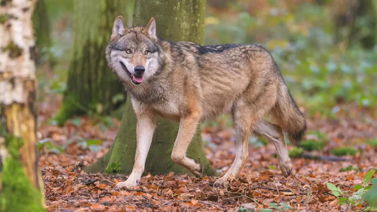 原創犬科動物演化史上前三強的猛獸分別是什麼能打贏貓科嗎