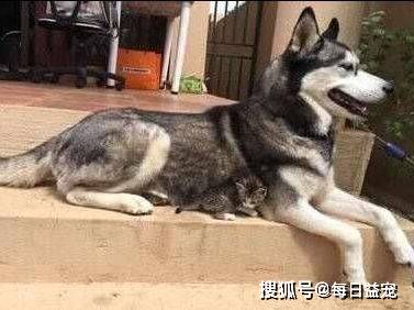 小花猫二哈捡来一只小花猫，揣在怀里当宝贝，网友：转性了？