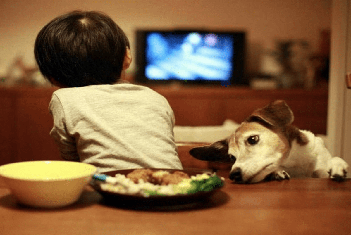 哈佛大學研究：「看電視」和「不看電視」的孩子，長大後差距很大 ＊ 阿波羅新聞網