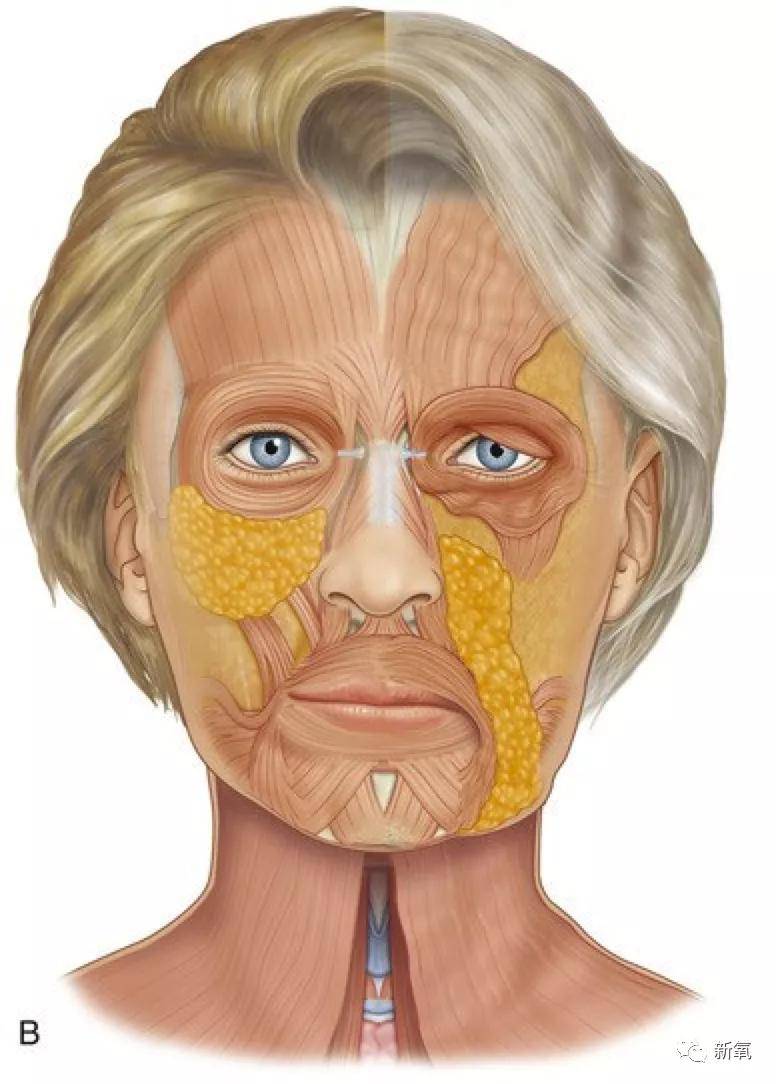 比胶原蛋白流失更残酷的是每年以2速度消失的肌肉
