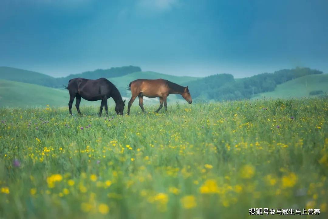 免疫|羊奶/马奶/驼奶的营养，比牛奶更好吗？