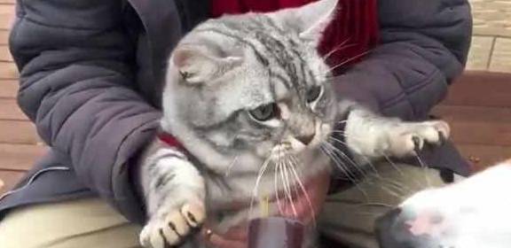 猫咪|头铁狗狗抢零食，猫咪瞬间被气疯，表情笑趴铲屎官！