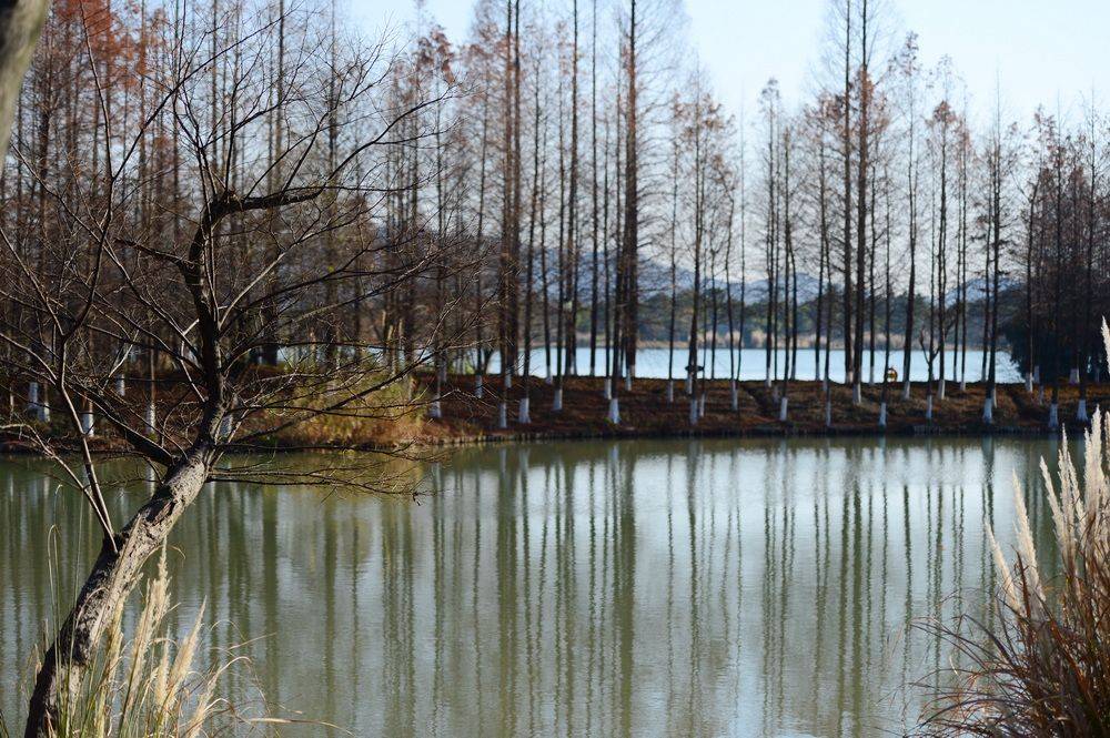 山川|杭州湘湖，芦花正好，天寒之日忆旧年