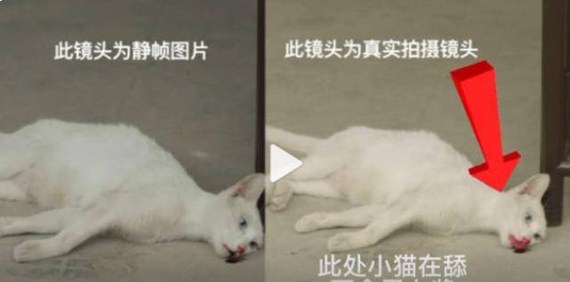 白猫|《当家主母》小白猫惨死，剧组发声明回应，网友为何却不认同？