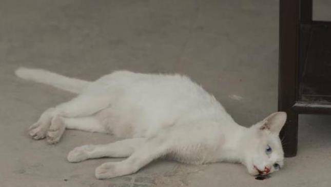 蒋勤勤|《当家主母》被质疑毒死猫，剧组回应引争议，网友：猫比人更厉害