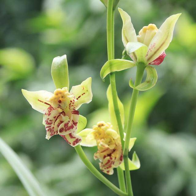 梨山狮王被誉为 国兰奇花 唇瓣红点艳丽 不可多得的四季品种 花朵 花卉 植株