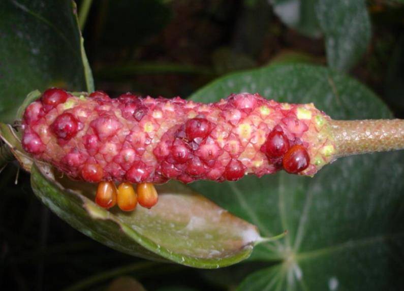 新手养红掌,教你一个小技巧,一盆轻松变多盆,年年开出大红花_种子