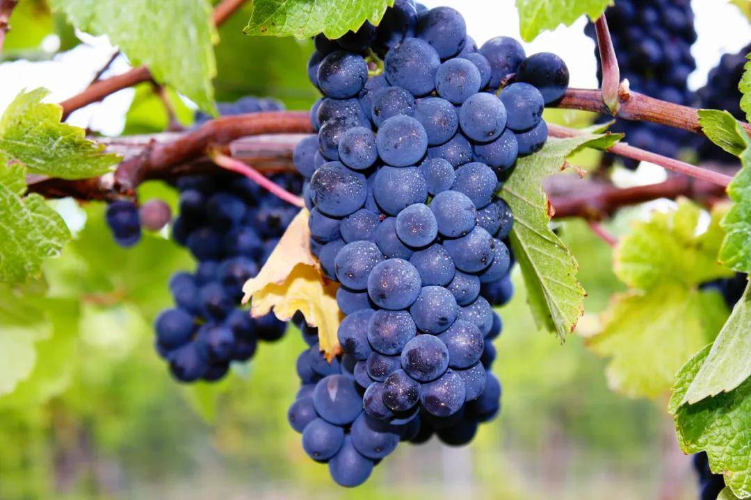 梅洛酿造的葡萄酒往往味美而柔滑,而且它可以广泛用作与其他葡萄品种