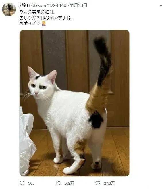 好羞耻 几十万人在线围观这只三花猫的屁屁 只因 猫咪 花纹 白猫