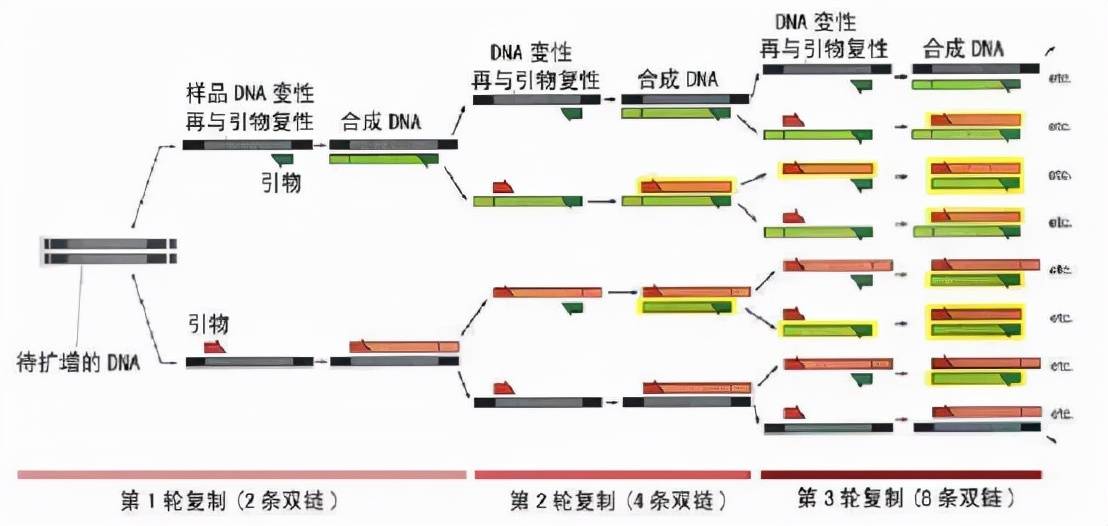 分子生物学实验介绍-PCR篇_条带_问题_模板