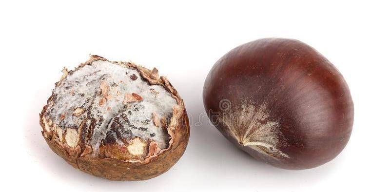 坚果是什么意思啊 a70cb14be8144e199ba0e19424193daa.jpeg