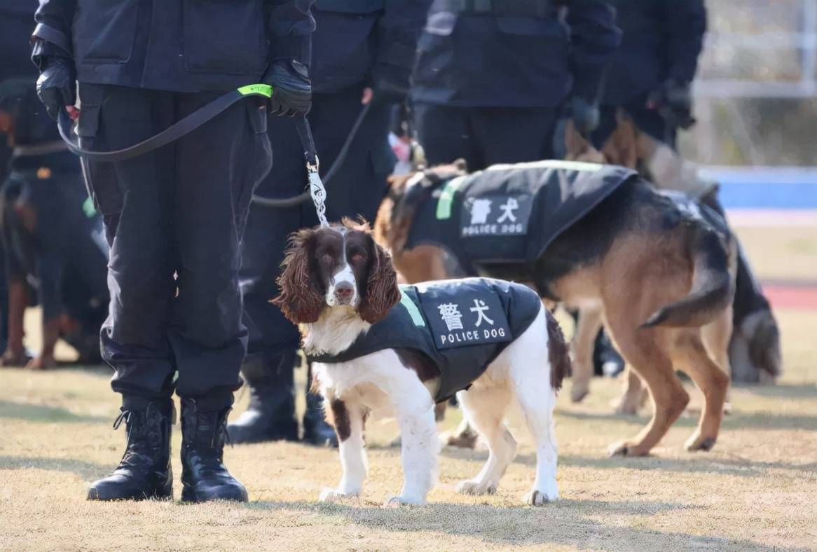 大学神仙专业火了,大三分配一只狗,大四就业不用愁,你心动了吗_警犬