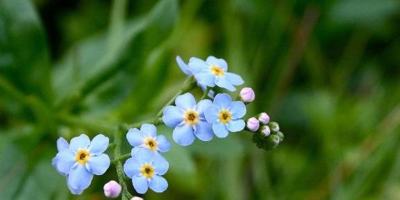 什么是连眉梢图片 44217889b67a4665bd7711c8ea9742d1.jpeg