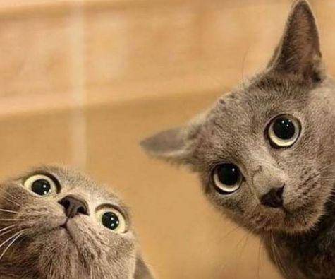 梦到白猫看我，探寻心灵深处的秘密与指引