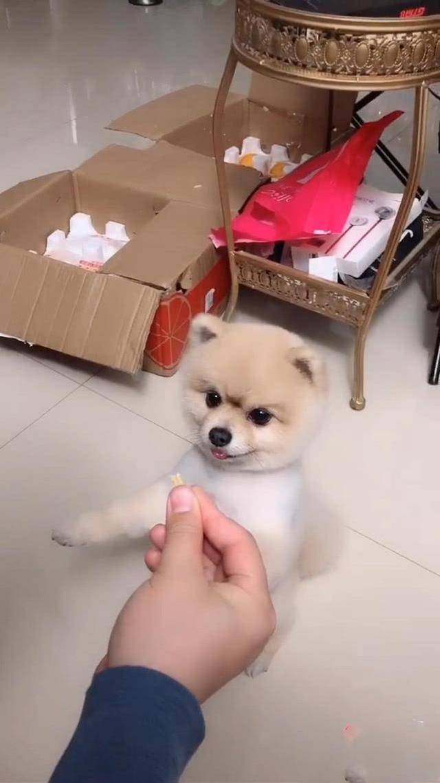 实在太|男子用零食调戏狗,狗表情让人瞬间笑喷,狗:这么做是不是过分了