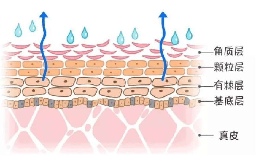 进行如何判断“皮肤屏障”有没有受损？看这四点就够了，建议收藏！