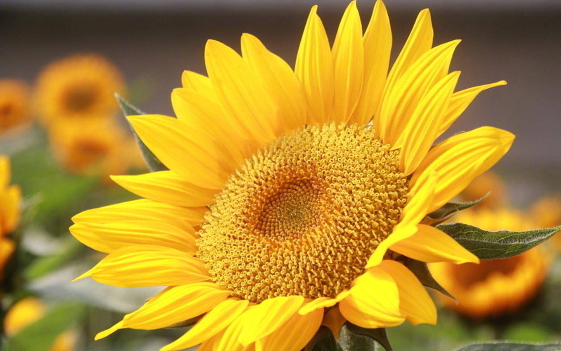 一个好的爱人不一定是好的恋人 爱情 因为 感情