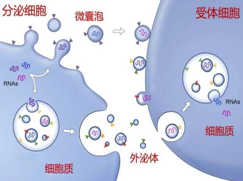 进行外泌体水光是“安全版”的生长因子吗？抗衰功效能不能放心？