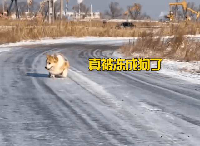 天气真冻成狗了！黑龙江一狗子雪地里走路冻得直缩脚：快给孩子买双鞋