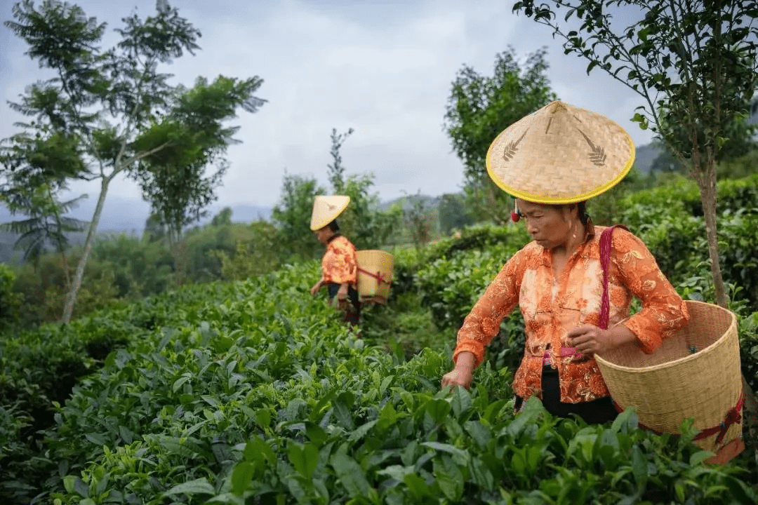 景区|【国家AAA级景区】腾冲清河茶文化景区