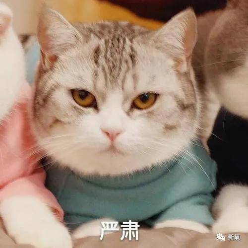 预算预算不过万，我是怎么送粉丝出道的？