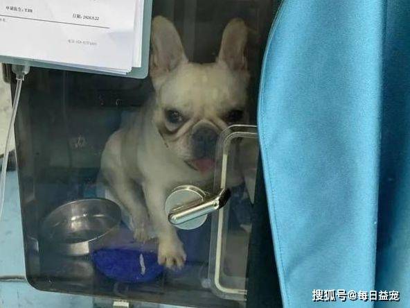 狗多少度容易中暑 53708508a0094fce9c04a4578aa8ccd9.jpeg