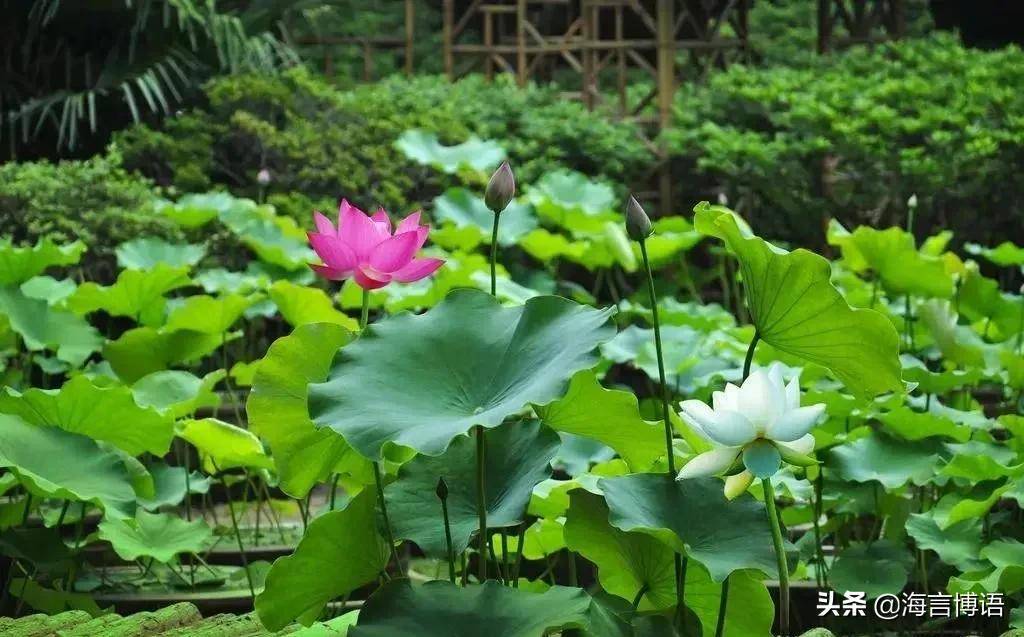 原诗：赠荷花唐·李商隐世间花叶不相伦，花入金盆叶作尘。惟有绿荷红菡