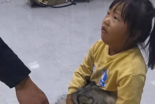 崩溃湖北一女儿作业被二哈撕碎，爸爸生气揍它，女儿却把狗狗护在怀中