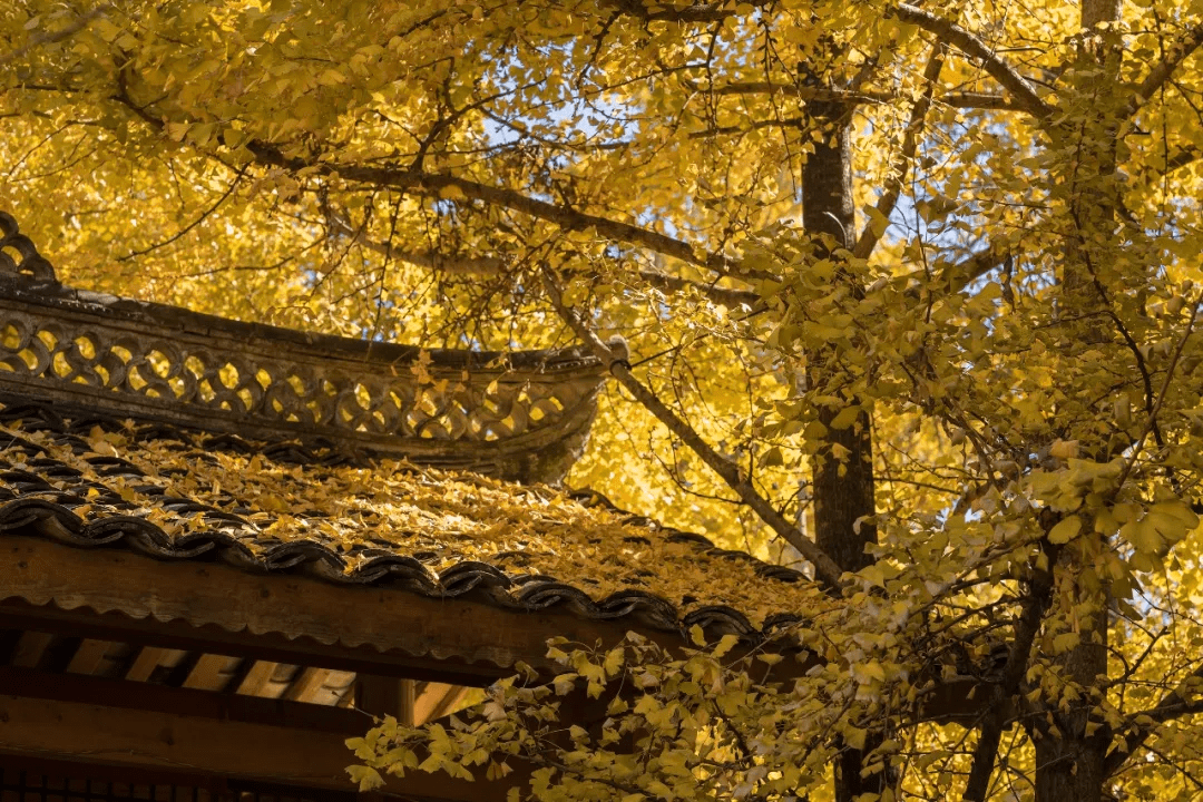 乡村|2021年，属于腾冲银杏村的高光时刻